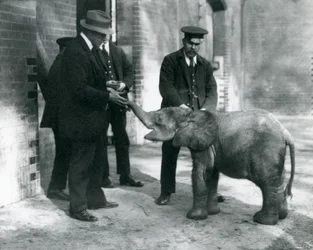 Nouveau-né éléphant pygmée de forêt Tiny, avec ses gardiens Robertson, Stimpson et Milbourn au Zoo de Londres, 1922